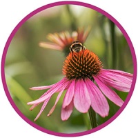 photo: coneflower with honey bee on top