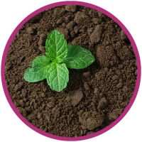 photo: young green plant in rich soil
