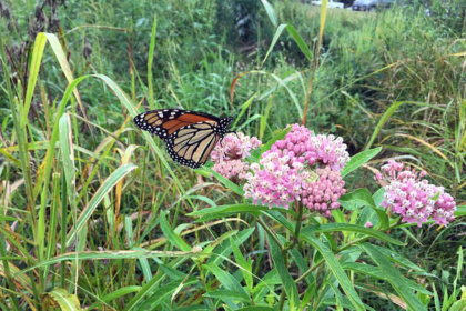 monarch butterfly on milkweed plant