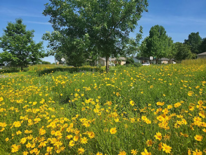 large yard full of yellow daisies