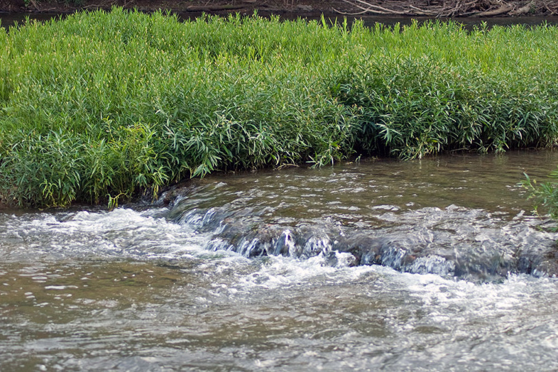 flowing stream with green plants on bank