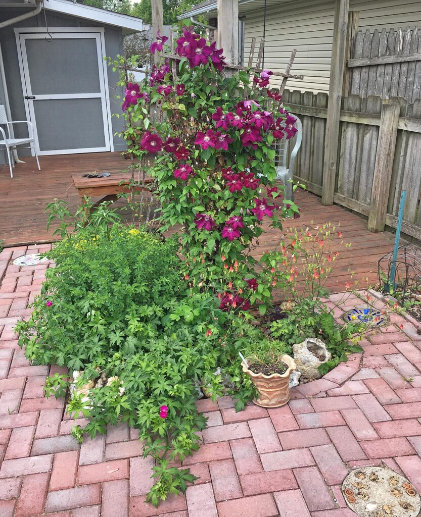 berry colored clematis in full bloom on trellis